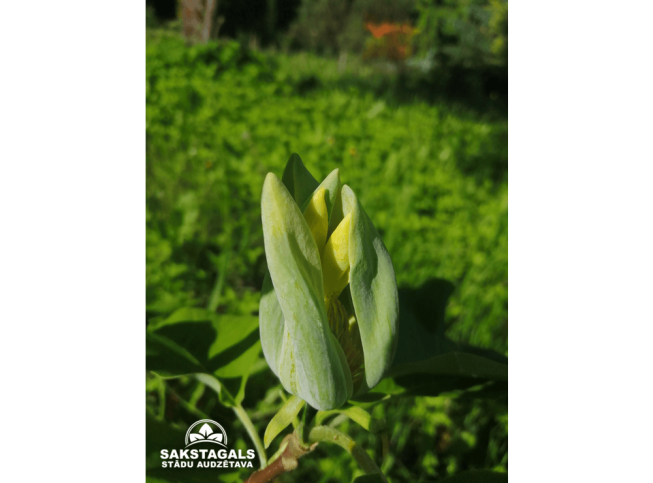 Magnolia acuminata   'Blue Opal'